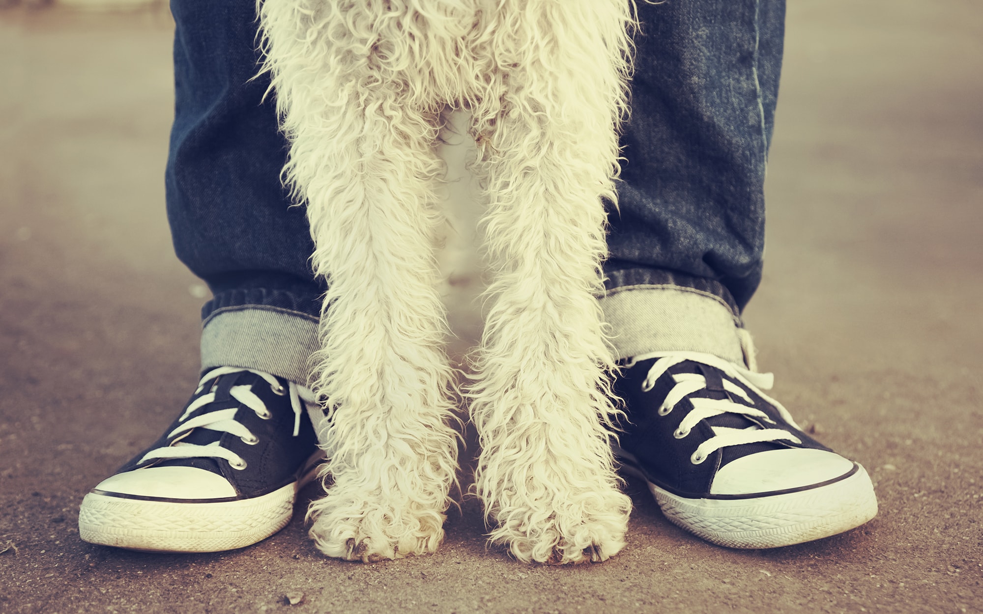 Small white dog standing between its owners feet